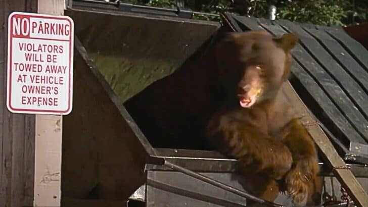South Lake Tahoe Town Evacuated Due to Wildfire Becomes Invaded and Taken Over by Bears
