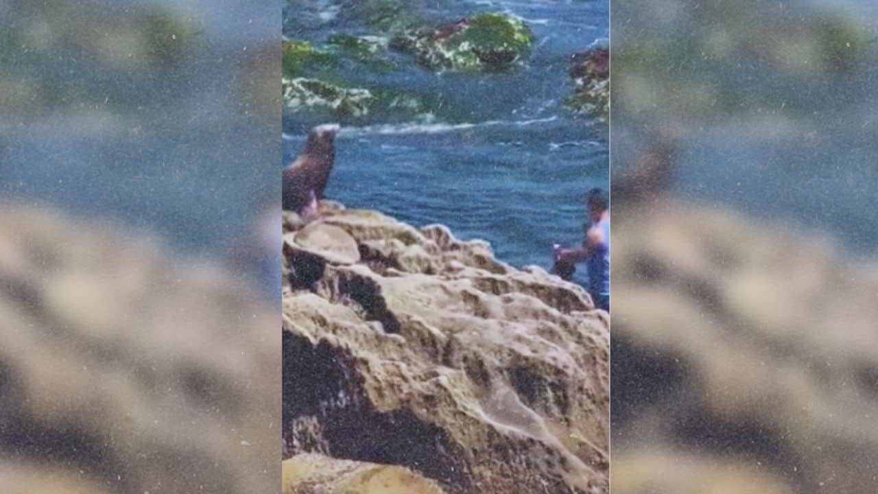 Sea lion