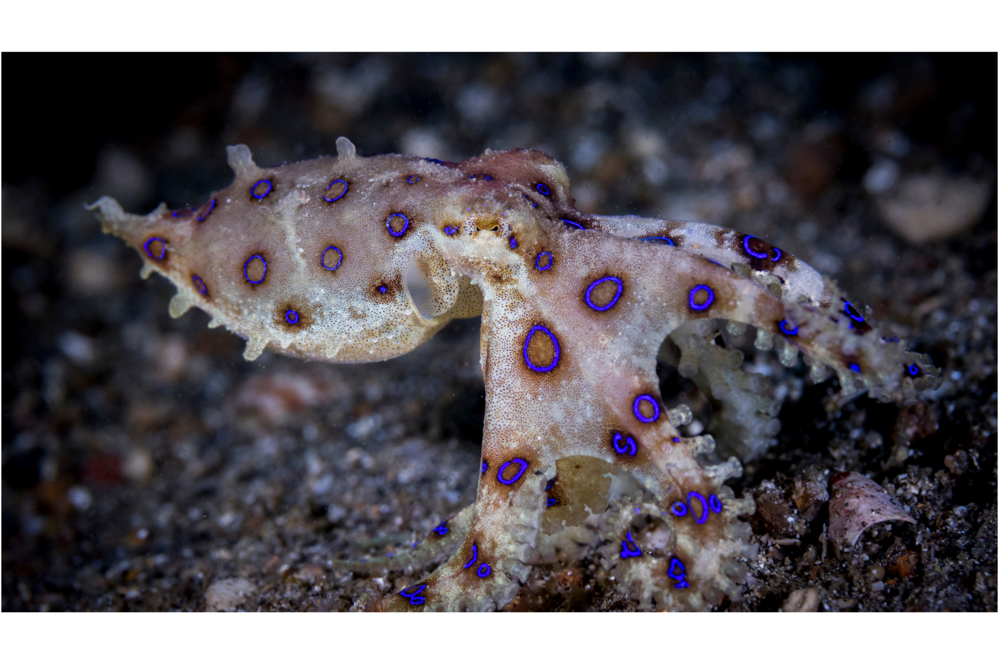 The Killer Octopus: Beauty, Brains, and a Deadly Secret! - Animals ...