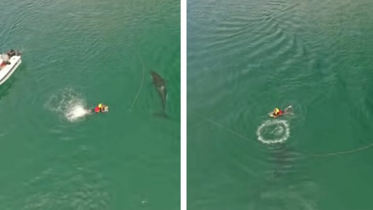 Orca Playfully Swims Around A Knee-boarder And Blows A Bubble