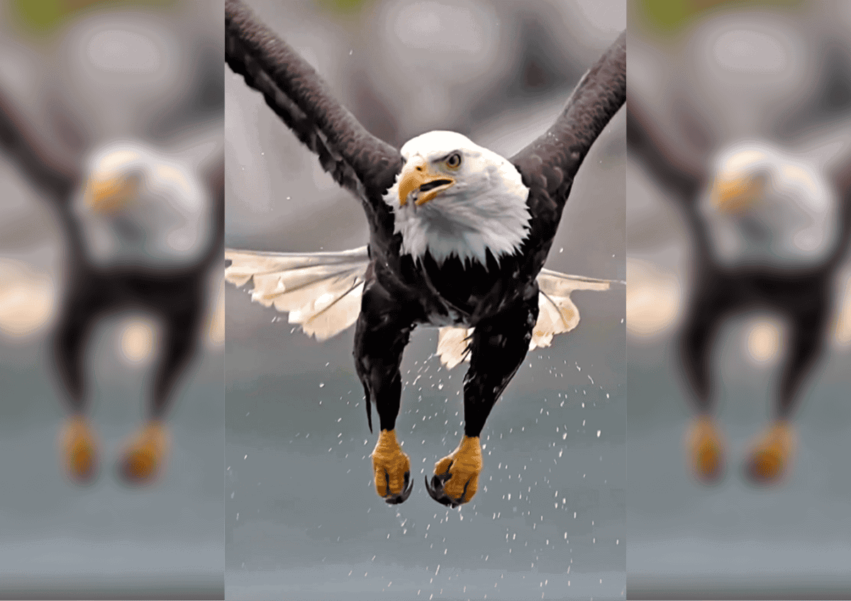 Bald Eagle