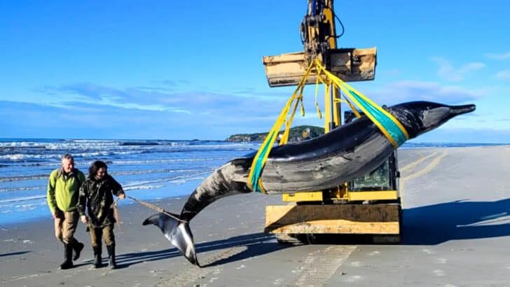 One of the World’s Rarest Whales Washed Ashore in New Zealand (Has Only Been Studied Six Times Before)
