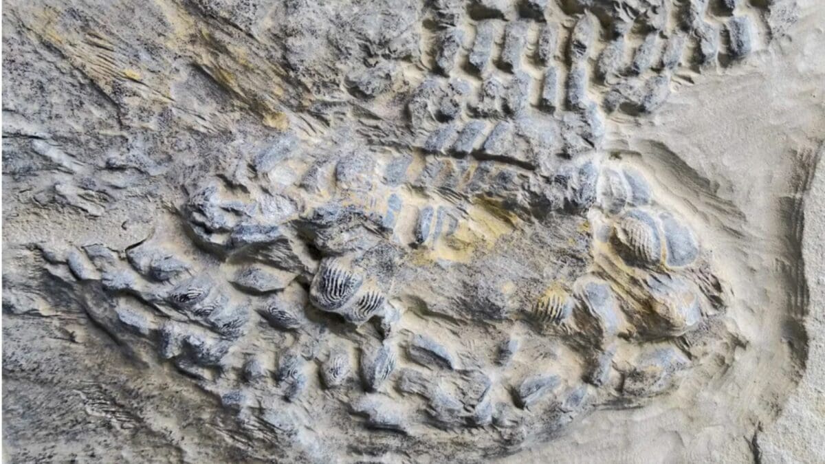 shark fossil
