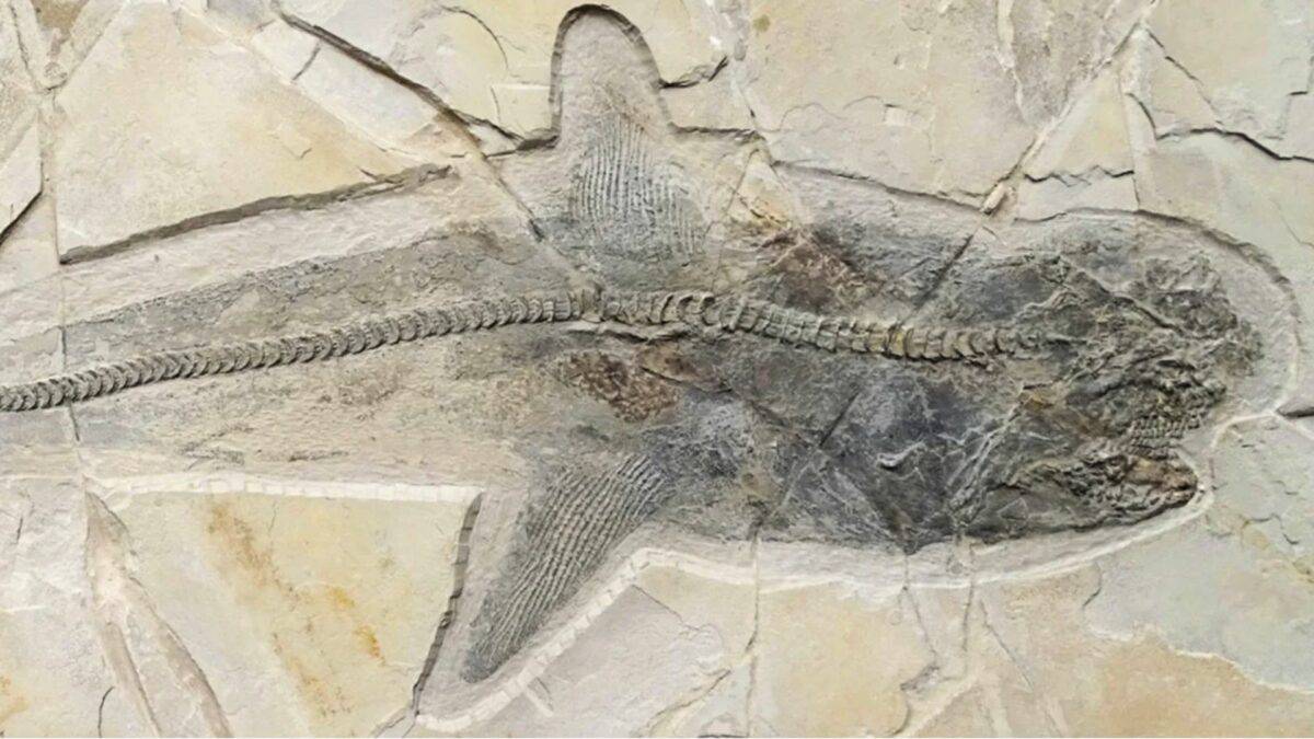 shark fossil