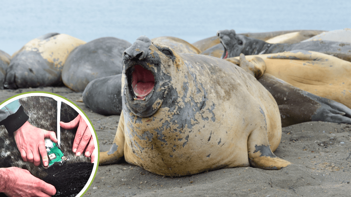 seal tagging
