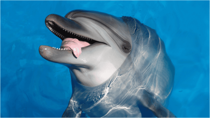 Dolphins and Their ‘Puff’ Addiction- What Is Going On Underwater?