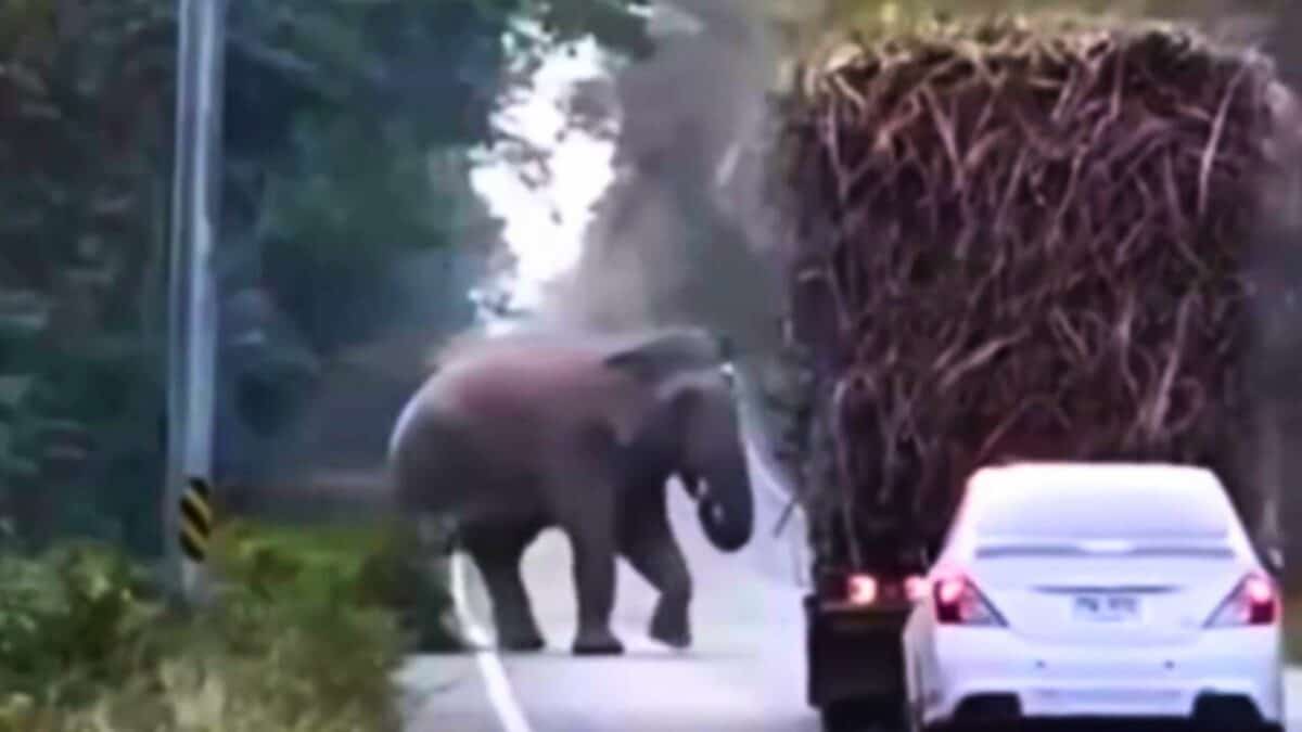 Elephants In Thailand Have Learned To Stop Passing Sugar Cane Trucks To Grab Snack