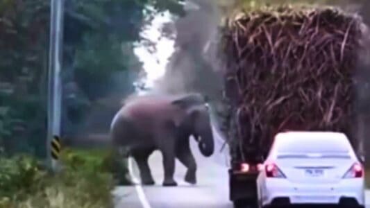 Elephants Stop Traffic for a Quick Snack in Thailand