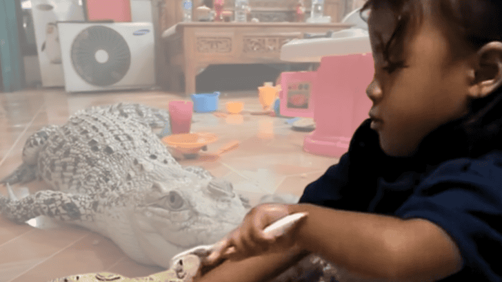 Fearless Indonesian Toddler Keeps a Crocodile as a Pet and Even Brushes its Teeth