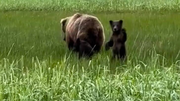 Tiny Bear Cub Appears To Be Waving To Us While Keeping Herself Steady