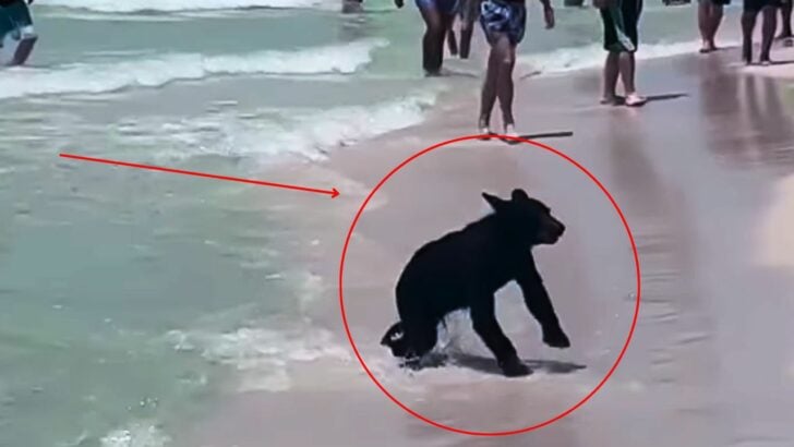 Giant Black Bear Surprises Beachgoers by Emerging from the Ocean in Florida