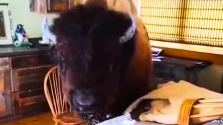 Huge Pet Bison Breaks Into House