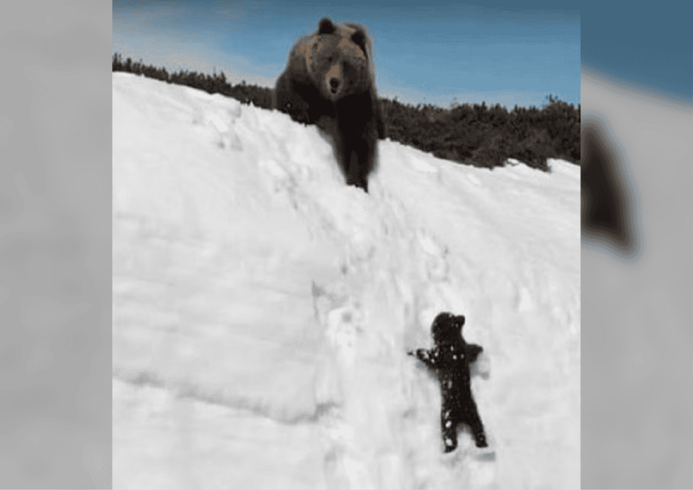 bear cub trying to get to mother