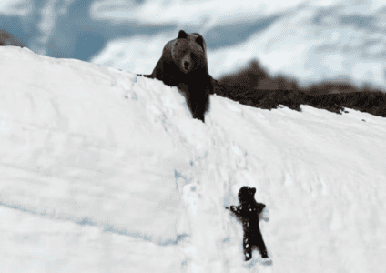 Is This Viral Footage of a Bear Cub Climbing a Steep Snowy Slope Inspirational or Harassment?