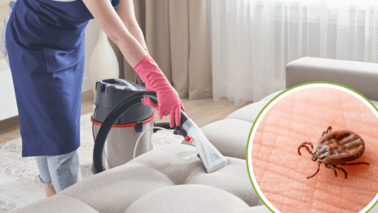 10 Ways to Get Rid of a Tick Infestation at Home