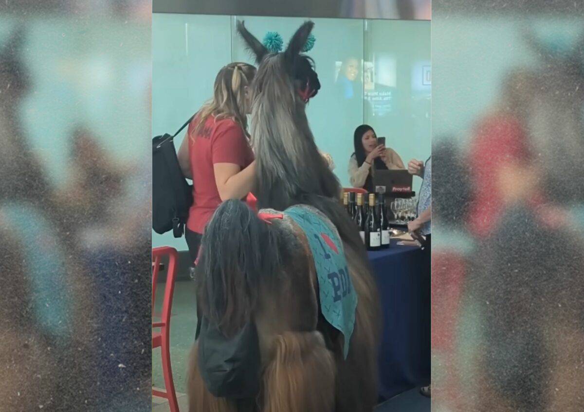 llama