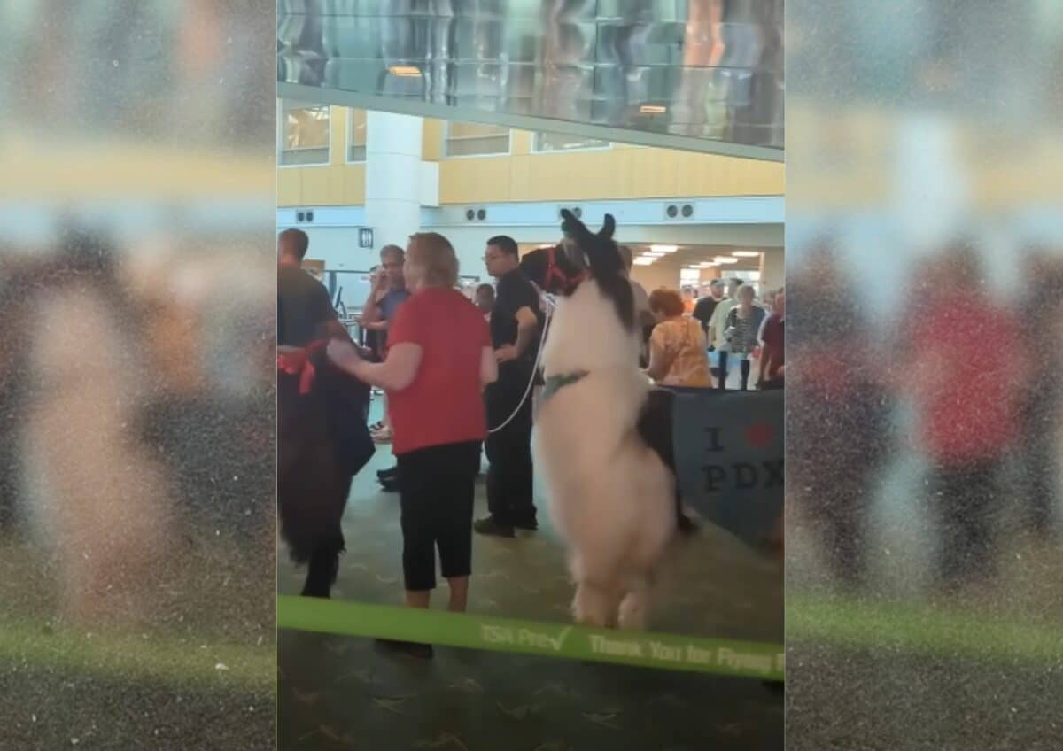 lama