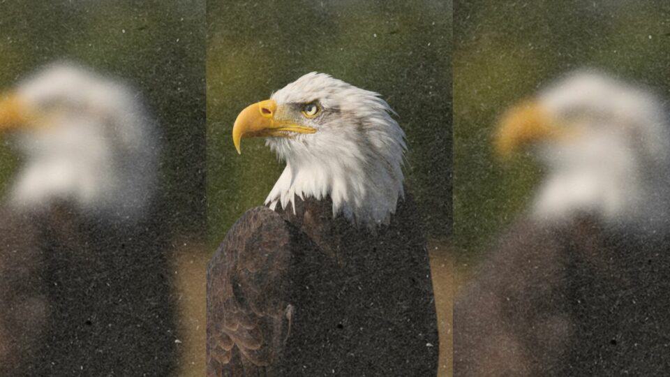 Astonishing Truth Behind An Eagles Undeniable Strength