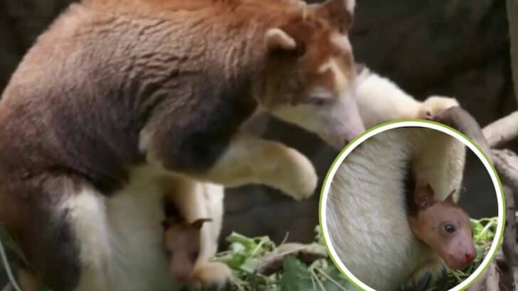 Baby Tree Kangaroo Peeks from Mama&rsquo;s Pouch in First Time Debut at Bronx Zoo