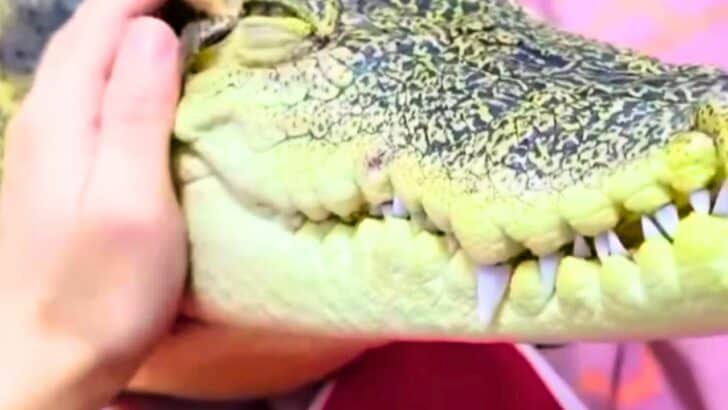 Meet The Domesticated Croc That Absolutely Loves Cuddles