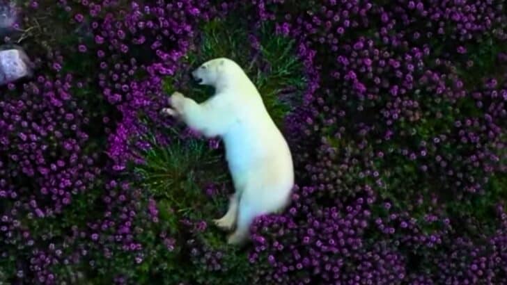 Amazing Footage Of Polar Bears Resting In The Artic Circle