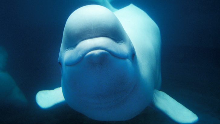 Beluga Whales: The Squishy-Headed Sea Clowns That Flirt With Their Foreheads