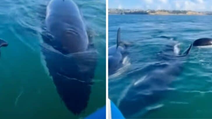 A Pod Of Orcas Curiously Inspect A Woman On A Paddle Board