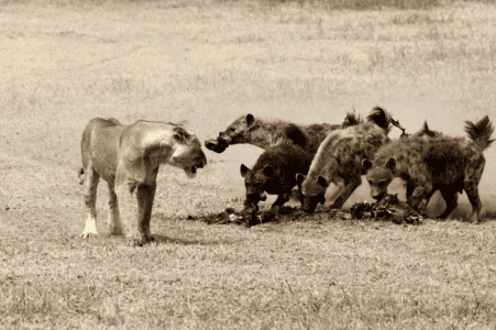 Powerful Predators Ongoing Feud In The Savannah