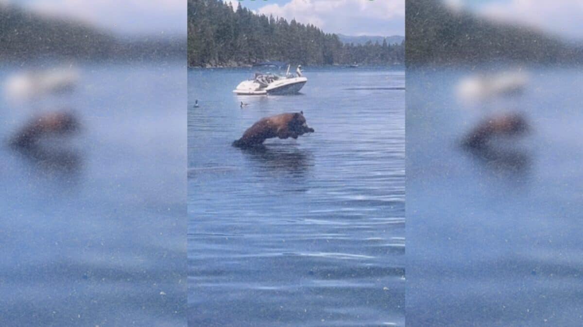 Bear