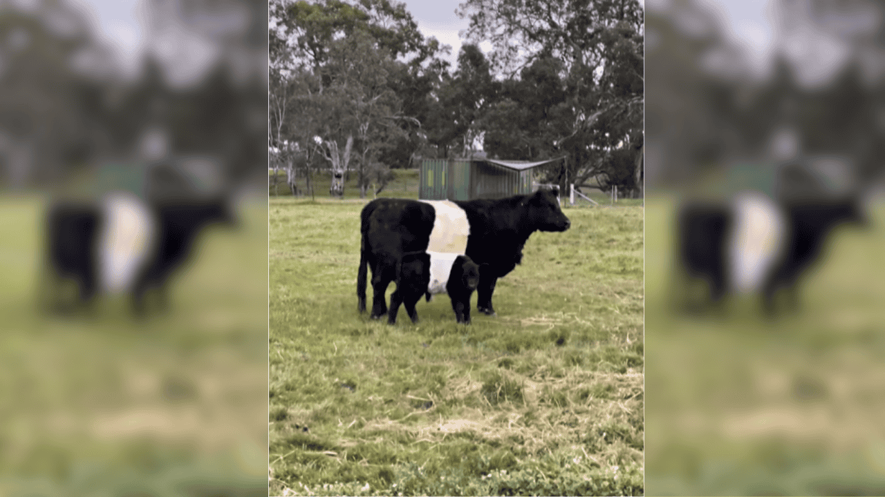 Cow
