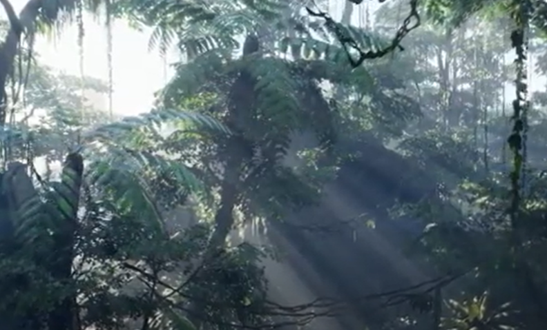 guinea rain forests