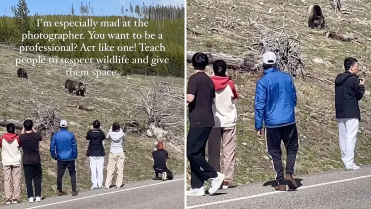 Photographer Captures Dangerous Scene as Yellowstone Tourists Approach Family of Wild Grizzly Bears