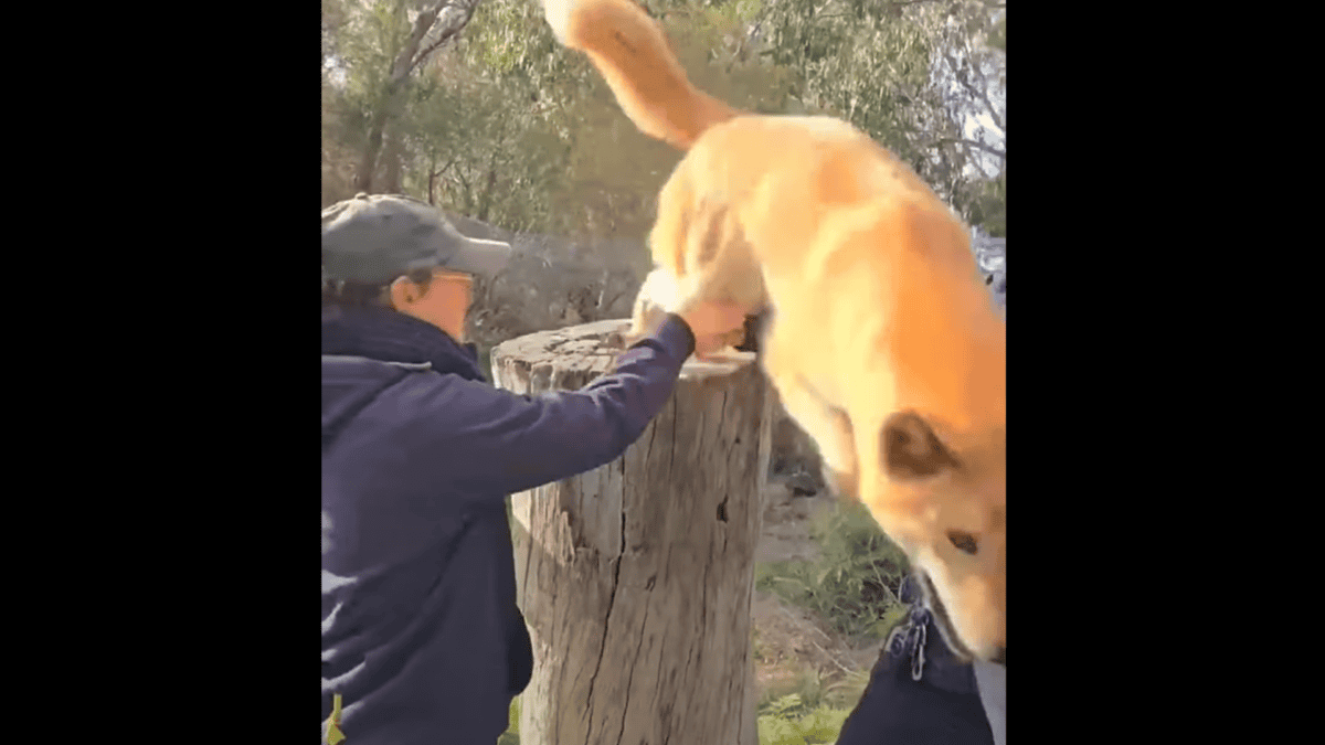 dingo does hands in challenge