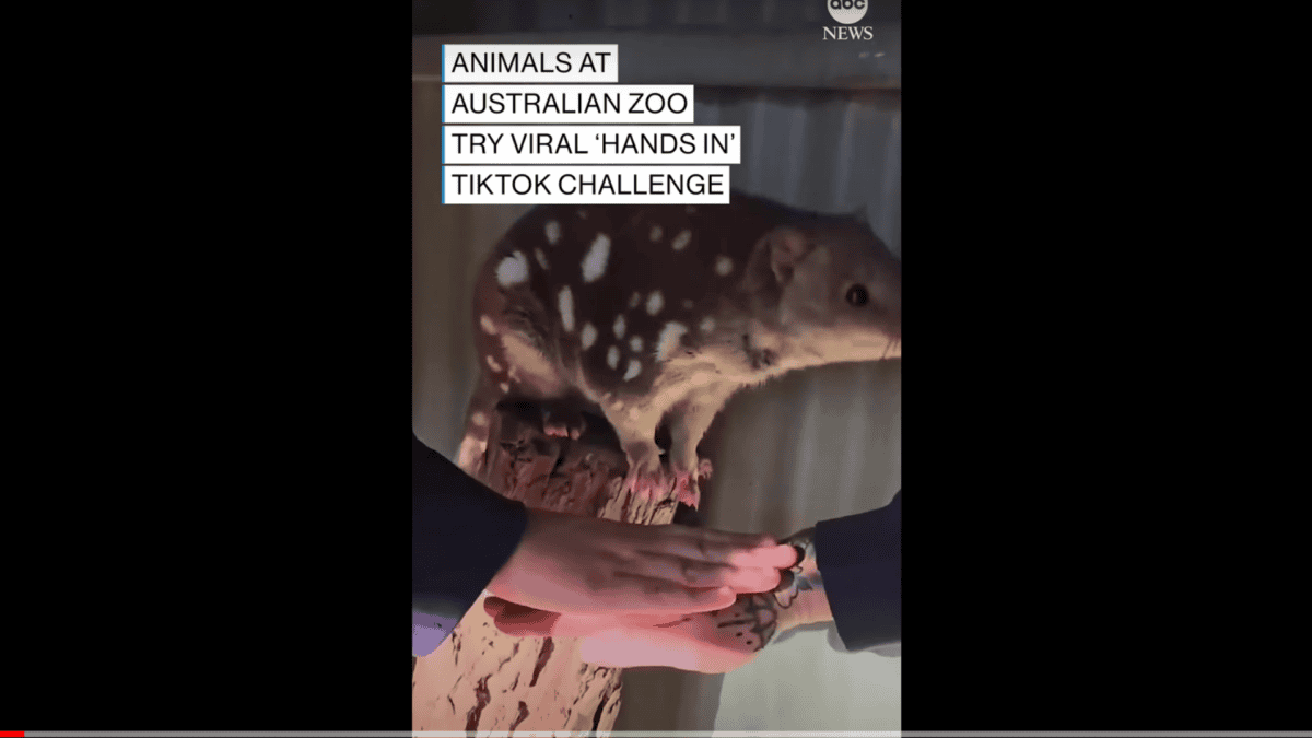 zoo animals do hands in challenge