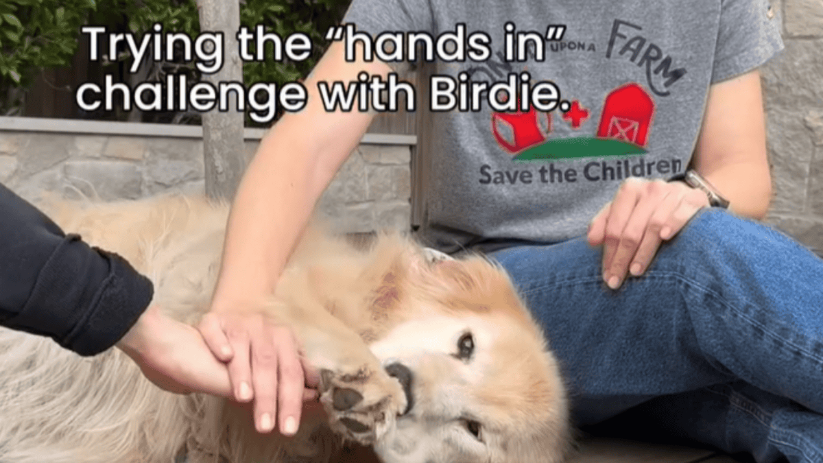 jennifer garner tries hands in challenge