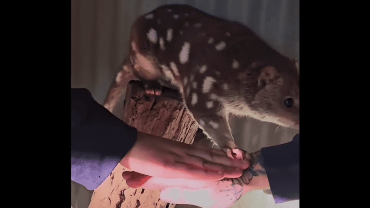 quoll does hands in challenge