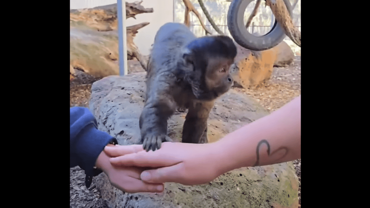 capuchin monkey does hands in challenge