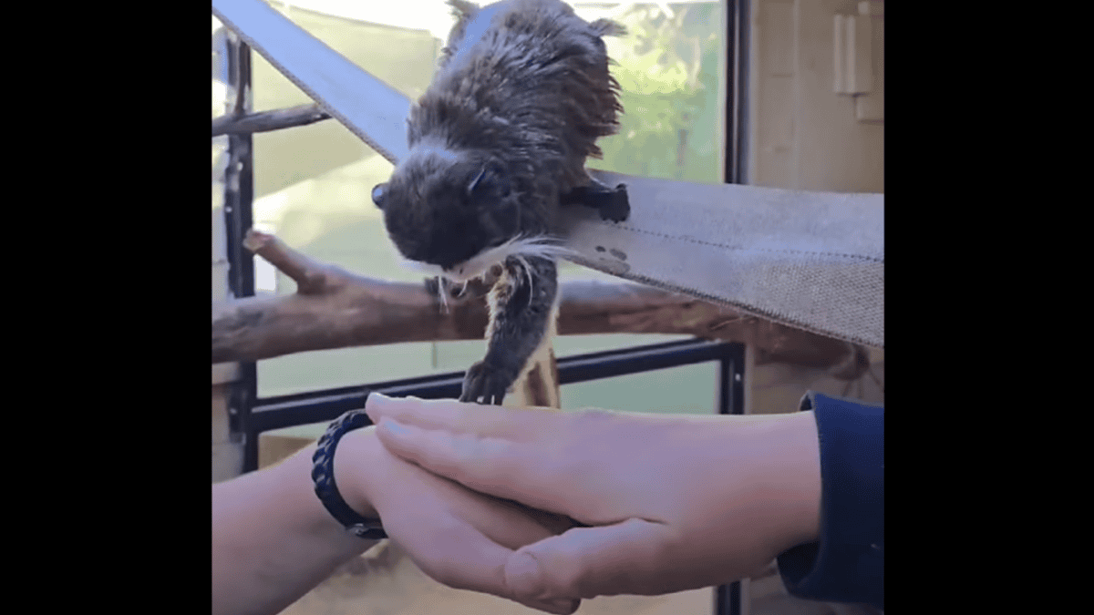 emperor tamarin does hands in challenge