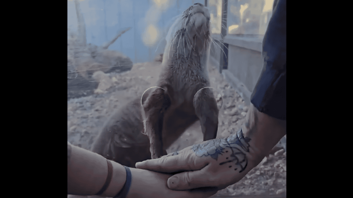 otter does hands in