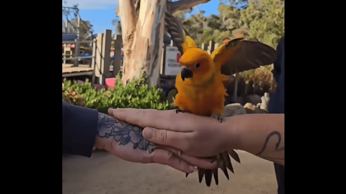 sun conure hands in challenge