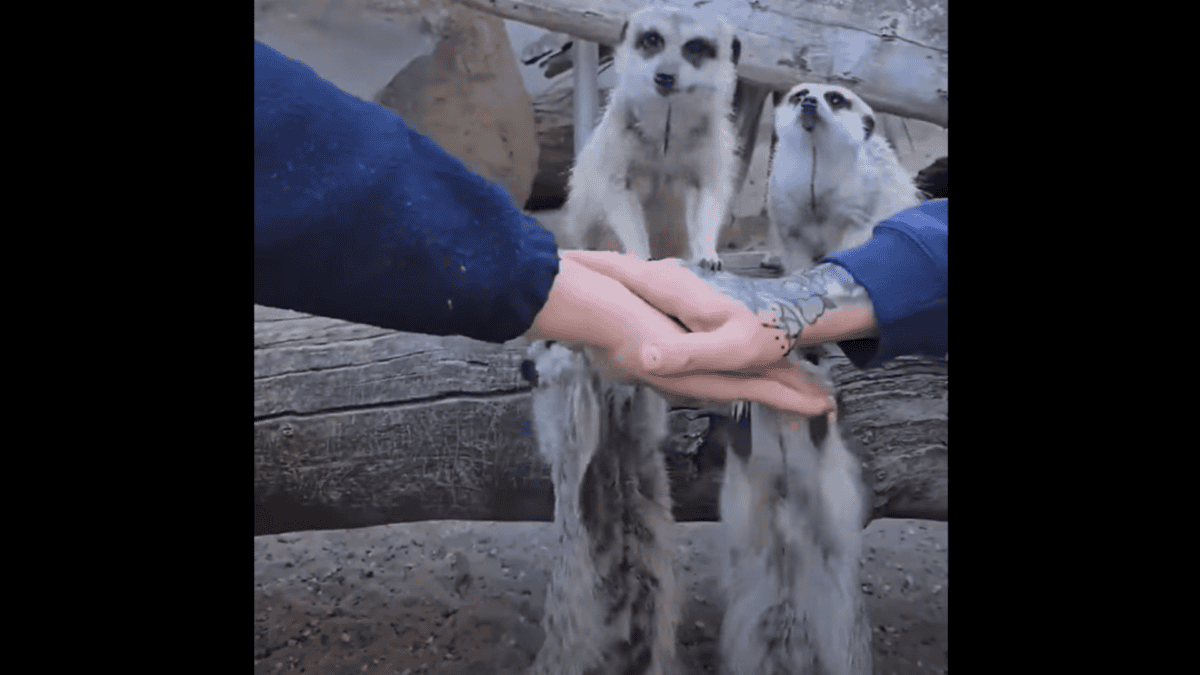 meerkats do hands in challenge