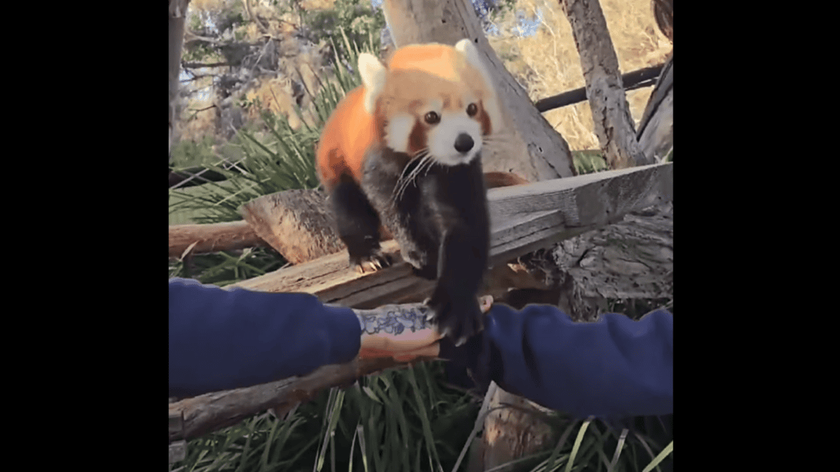 red panda does hand in challenge