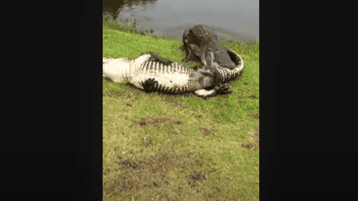 Fierce Alligator Fight at Florida Golf Course