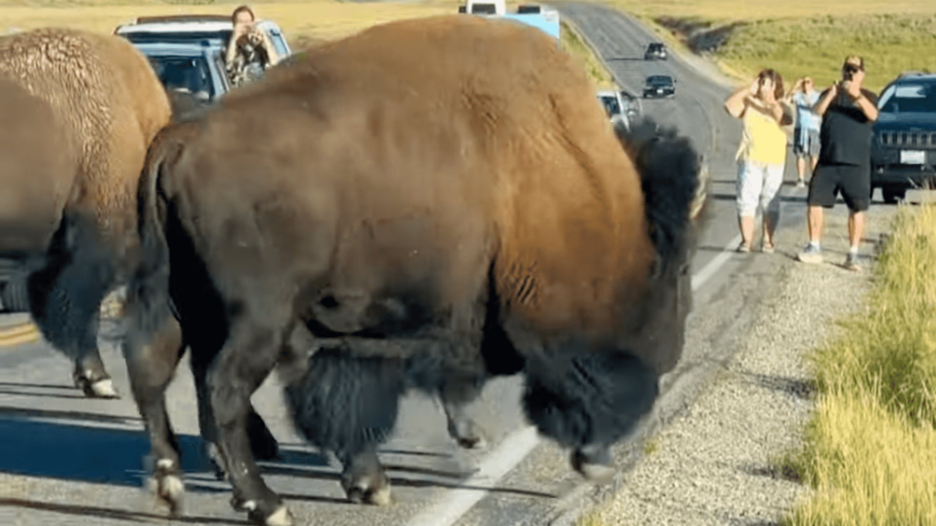 Bison moving towards tourists. 
