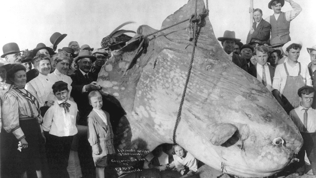 sunfish