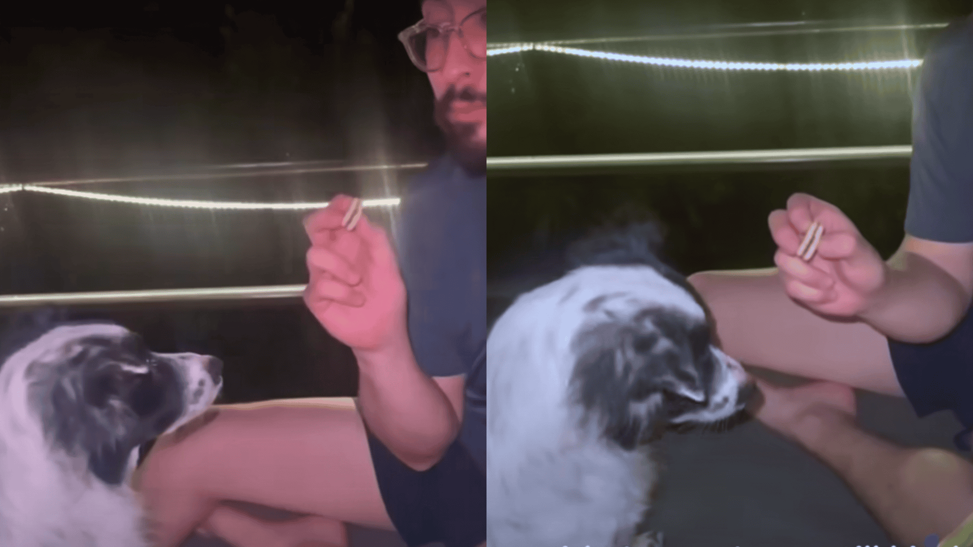 Stray Dog