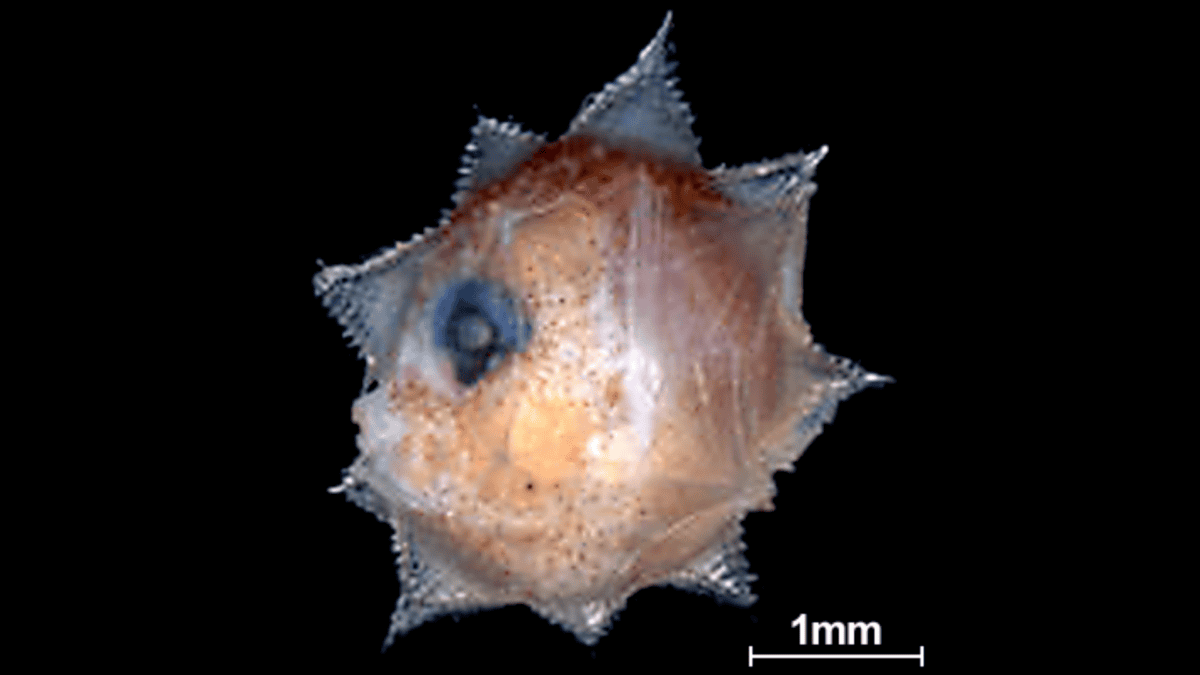 Tiny larval sunfish
