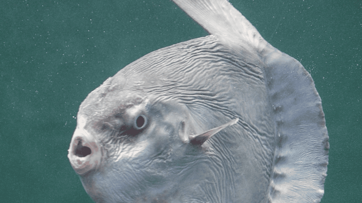 sunfish