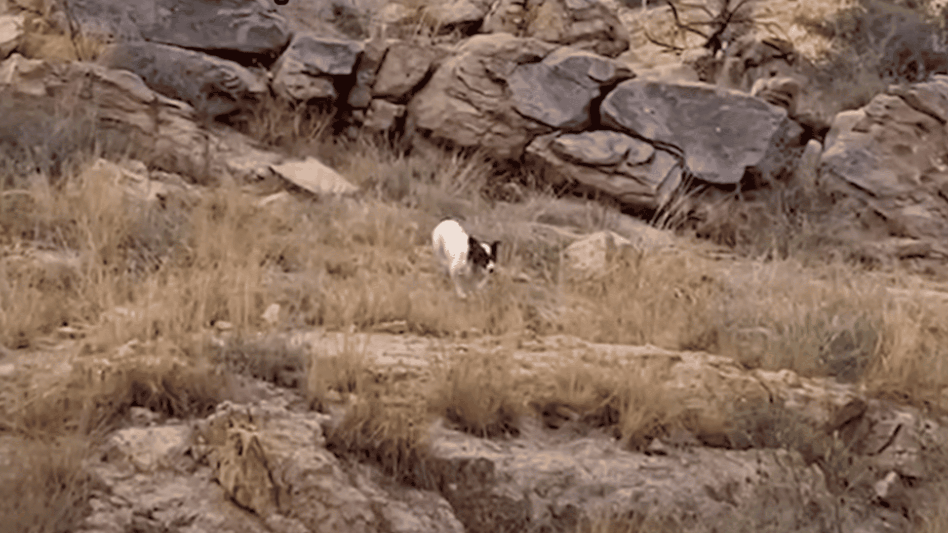 Stray Dog