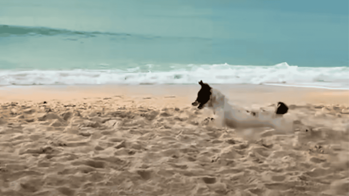 Stray Dog